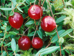 Какая кислота содержится в ягодах брусники и клюквы содержится кислота thumbnail