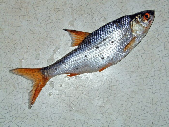 Носарь рыба фото и описание