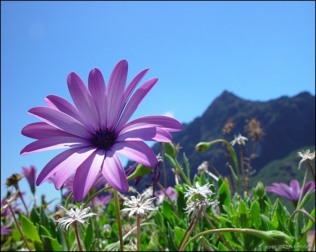 3649429_tenerife_12 (640x512, 113Kb)