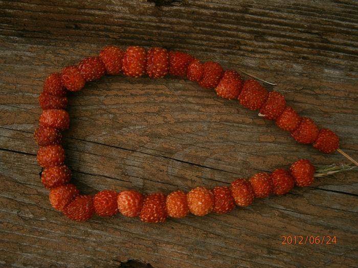 P6240114 (700x525, 325Kb)