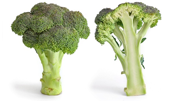 Broccoli_and_cross_section_edit (592x352, 68Kb)