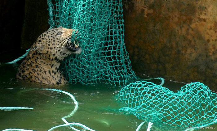 1340893142_save_leopard_3 (700x424, 153Kb)