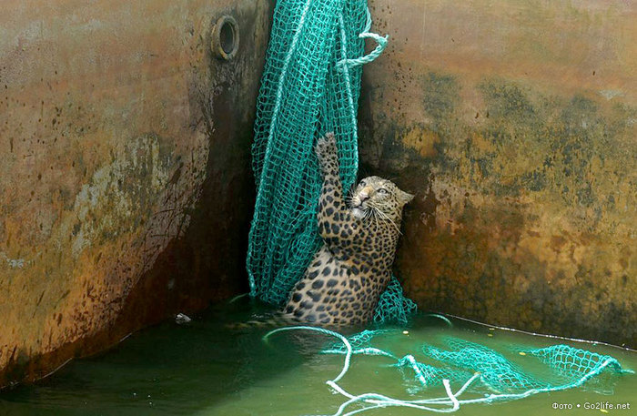 1340893113_save_leopard_4 (700x457, 115Kb)