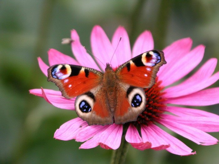 Animals_Insects_Peacock_butterfly_005549_ (700x525, 73Kb)