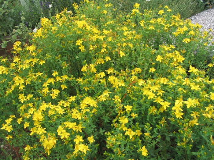 3243458_stjohnswort (700x525, 413Kb)