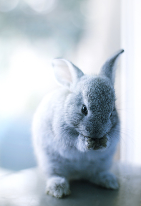1340182007_0-6 (479x700, 164Kb)