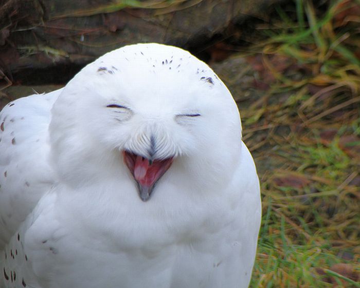 1315660290_owls_01 (700x561, 46Kb)