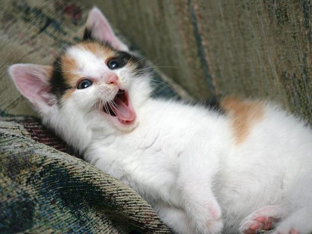 kitten (1) (640x480, 44Kb)