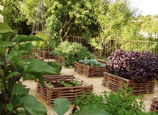 Лютики садовые или ранункулюсы, сложности выращивания ' Дача, сад, огород '
