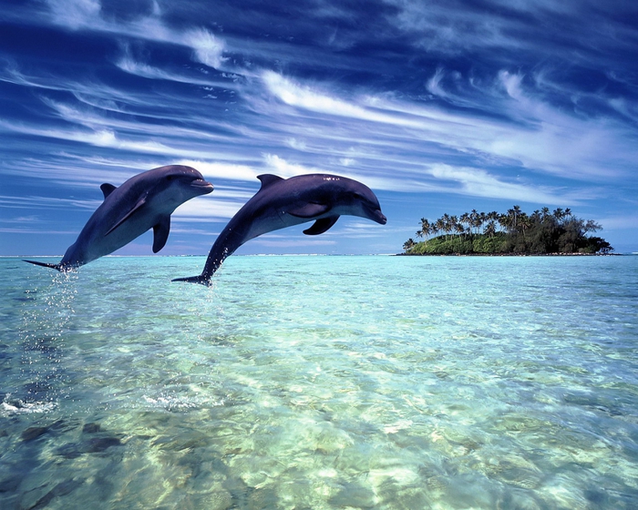 3649429_photosofdolphin9513_1_ (700x560, 325Kb)