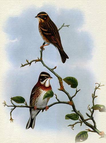 - (Emberiza rustica) (370x499, 27Kb)