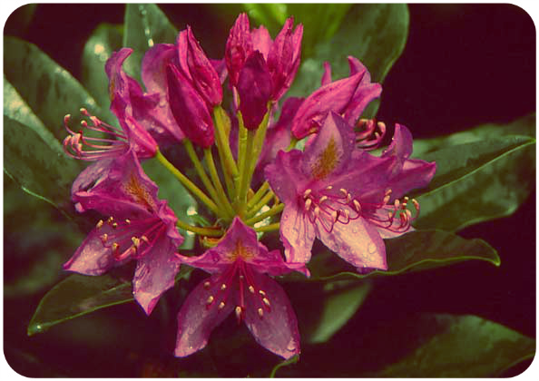 Ясенец кавказский ядовитое растение фото и описание