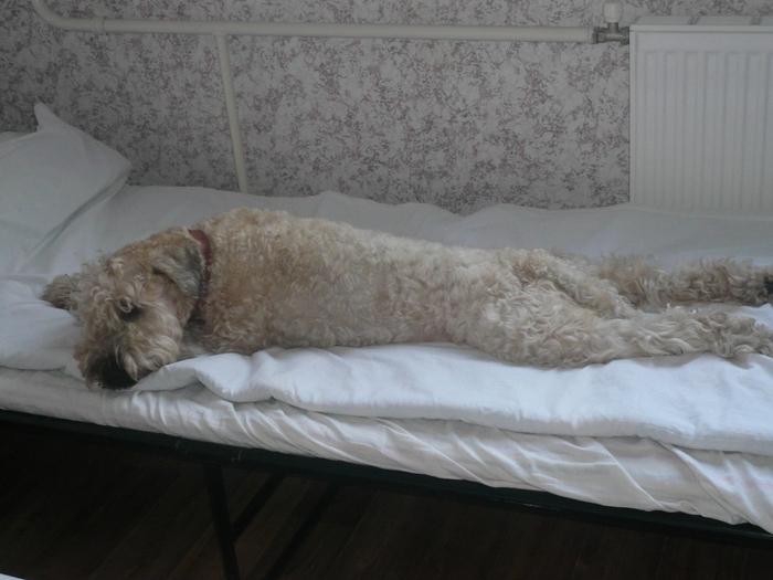 P1040751 (700x525, 238Kb)