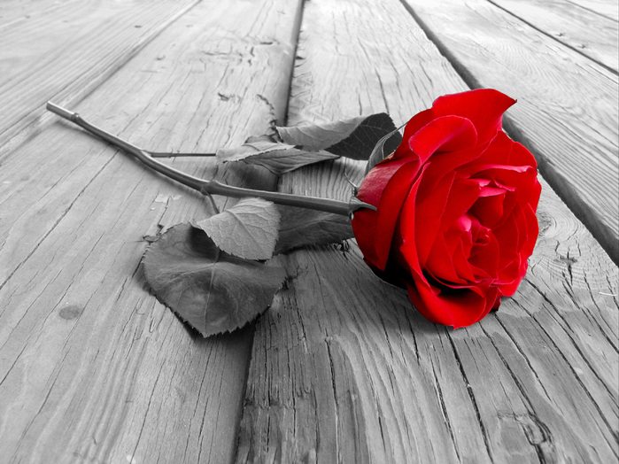 25730_red rose (700x524, 142Kb)