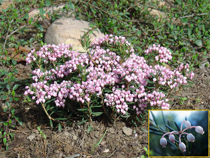 Андромеда мифология богиня чего. 92168015 4711681 Podbel mnogolistnii Andromeda polifolia. Андромеда мифология богиня чего фото. Андромеда мифология богиня чего-92168015 4711681 Podbel mnogolistnii Andromeda polifolia. картинка Андромеда мифология богиня чего. картинка 92168015 4711681 Podbel mnogolistnii Andromeda polifolia