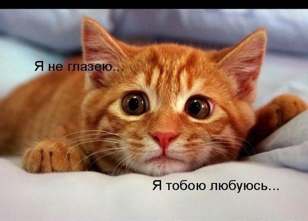 -IKkaod13Dk (600x431, 50Kb)
