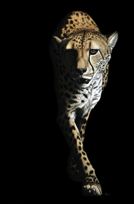 Cheetah_1a_by_Heatherzart (459x700, 110Kb)