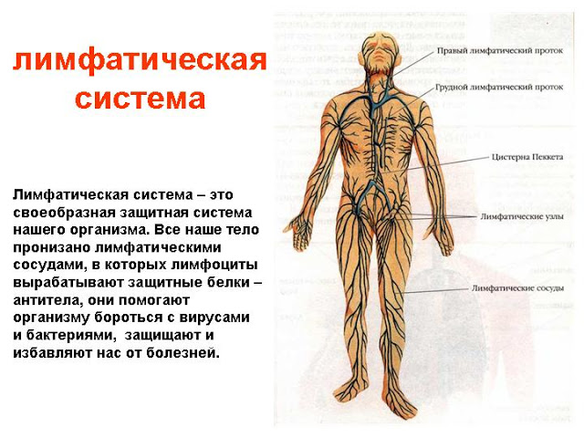 Лимфатическая система человека фото