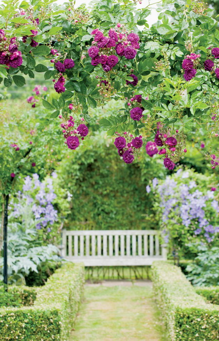 roses-in-garden-archway5 (450x700, 167Kb)