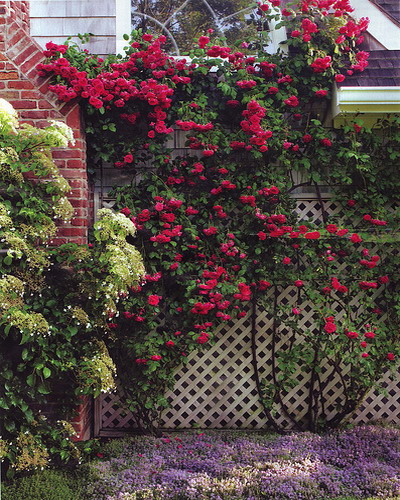 roses-in-garden-fence4 (400x500, 125Kb)