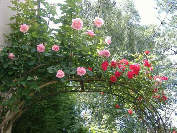 roses-in-garden-inspiration1-2 (600x450, 156Kb)