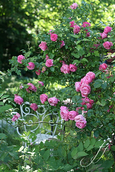 roses-in-garden-inspiration2-4 (450x675, 146Kb)