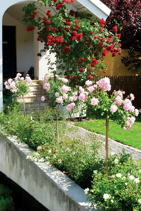 roses-in-garden-inspiration3-5 (450x675, 180Kb)