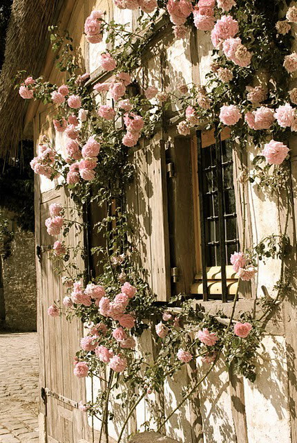 roses-in-garden-inspiration4-2 (430x640, 158Kb)