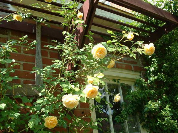 roses-in-garden-inspiration5-1 (600x450, 123Kb)