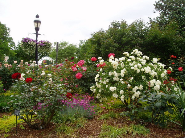 roses-in-parks2 (600x450, 144Kb)