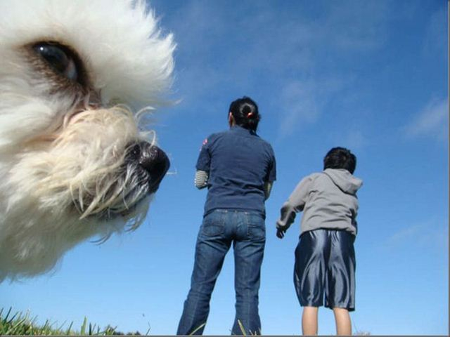 1337022563_greatest_animal_photobombers_of_all_time_13 (640x480, 166Kb)