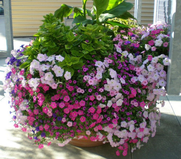 4019326_Floral_arrangement_of_petunias_in_Columbus_Ohio (700x612, 212Kb)
