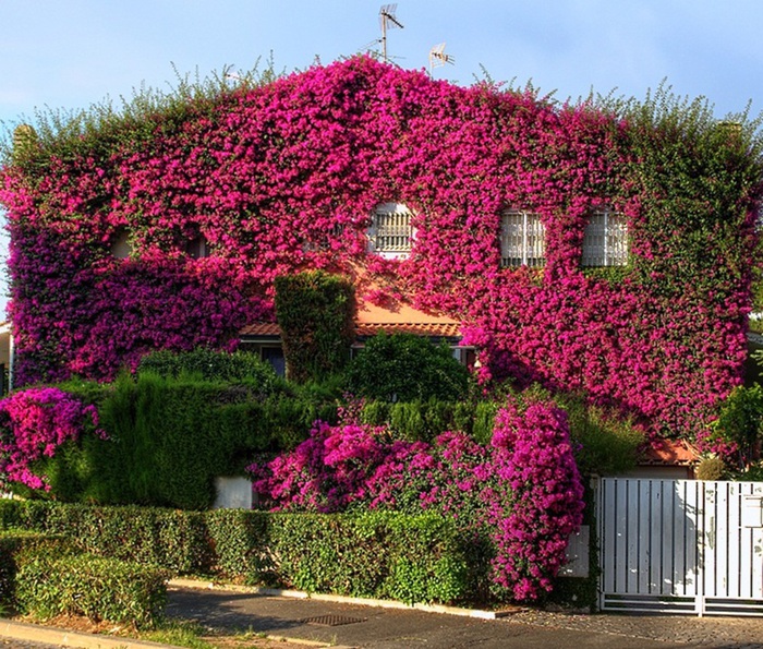 Bougainvillea05 (700x595, 247Kb)