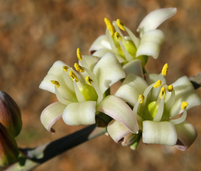 IMG_6276-Hesperaloe_funif (700x594, 349Kb)