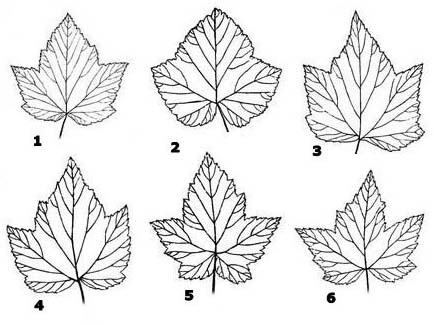 Калина форма листьев. Форма листа смородины черной смородины. Лист смородины трафарет. Форма листьев смородины. Лист смородины схема.