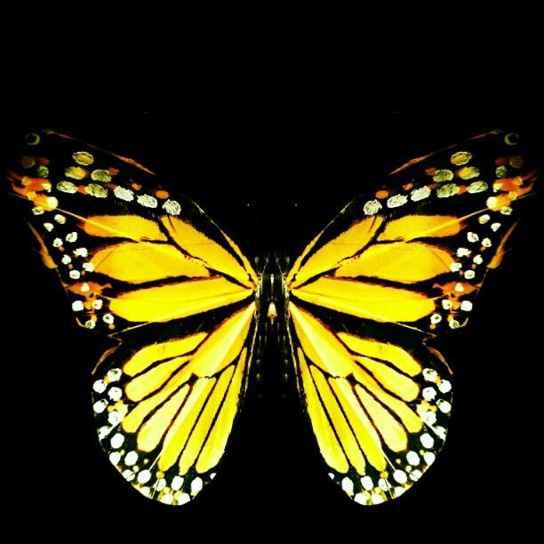 1-butterfly-art-art-artwork-batik-fotochoice-photography (612x612, 257Kb)