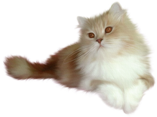 5227673_109243663_cat (550x409, 281Kb)