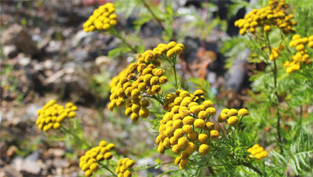 tansy (441x250, 67Kb)