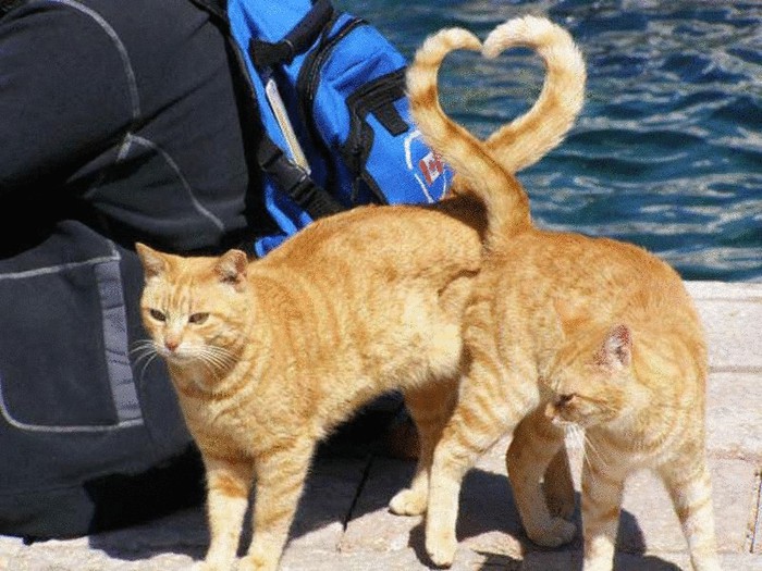 original_cats-heart-shape-with-tail-perfect-timing (700x525, 114Kb)
