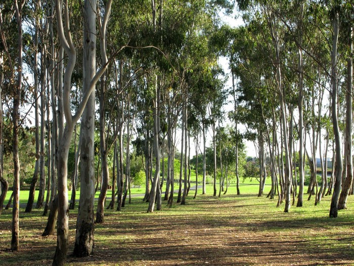 2017616_eucalyptusgrove40005a3042394f818568394ade8321c7 (700x525, 191Kb)
