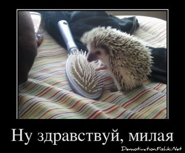 https://img1.liveinternet.ru/images/attach/c/6/124/380/124380703_demotivator0026.jpg