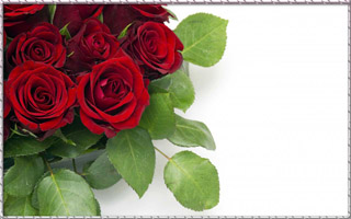 cvety-krasnye-rozy-butony-7471 (320x200, 37Kb)
