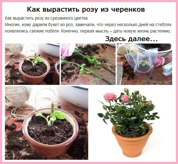 Как вырастить розу из черенка в домашних условиях купленной розы картошке пошагово с фото пошагово
