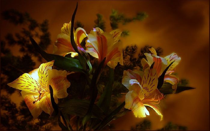 beautiful-flowers (700x437, 40Kb)