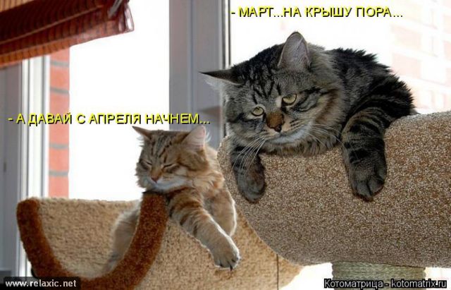 https://img1.liveinternet.ru/images/attach/c/6/124/652/124652685_kotomatrix_00037.jpg