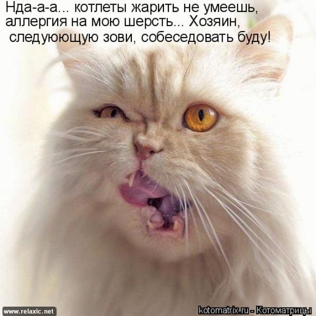 https://img1.liveinternet.ru/images/attach/c/6/124/652/124652919_kotomatrix_00103.jpg