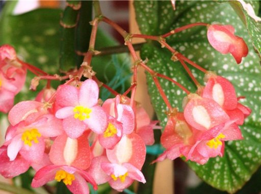 begonia-corallina (512x381, 44Kb)