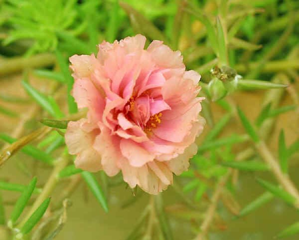 portulaca_grandiflora (600x481, 24Kb)