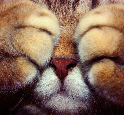 tumblr_m7569esqWt1qzt824o1_500 (500x462, 84Kb)