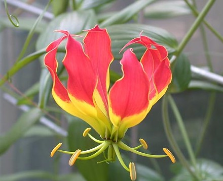 Gloriosa.superba (440x359, 37Kb)